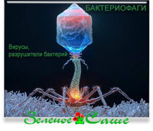 Бактериофаги.